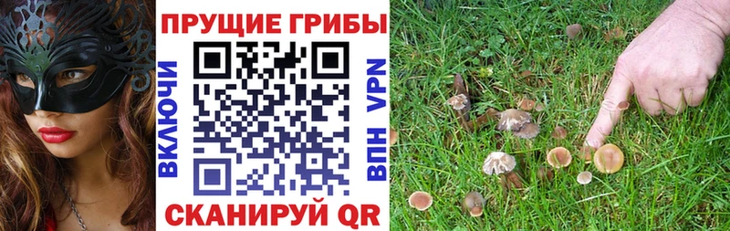 Псилоцибиновые грибы Cubensis  ссылка на мегу tor  Клин 